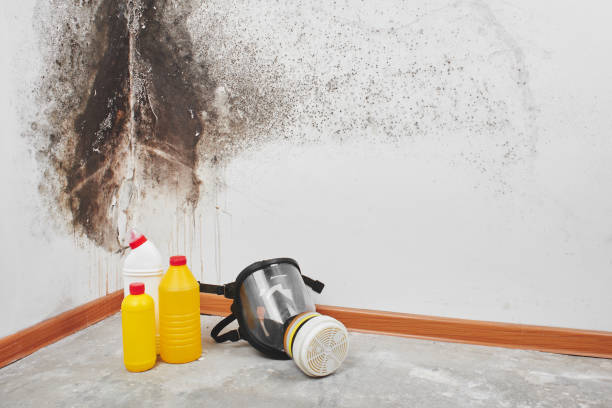 Best Commercial Mold Removal  in Rkside, PA