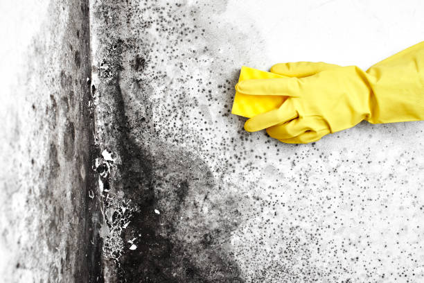 Best Office Mold Removal Services  in Rkside, PA