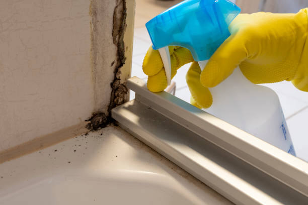 Best Mold Damage Repair  in Rkside, PA