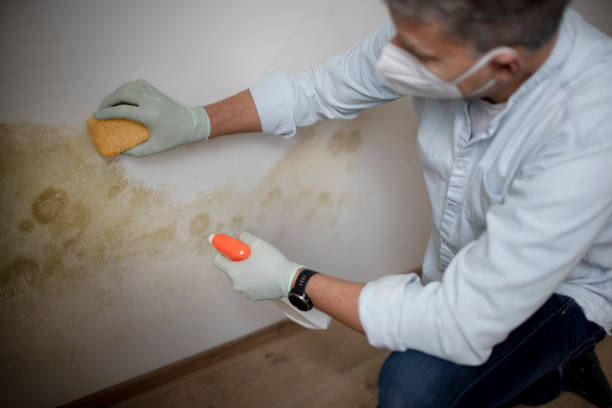 Best Mold Remediation  in Rkside, PA