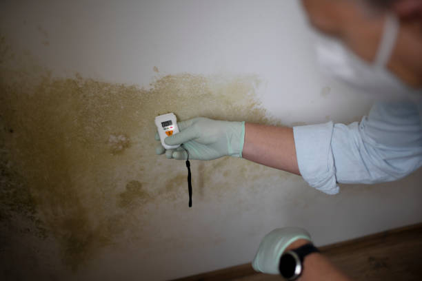 Best Professional Mold Removal  in Rkside, PA