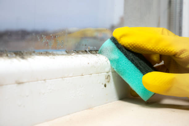 Best Affordable Mold Removal  in Rkside, PA