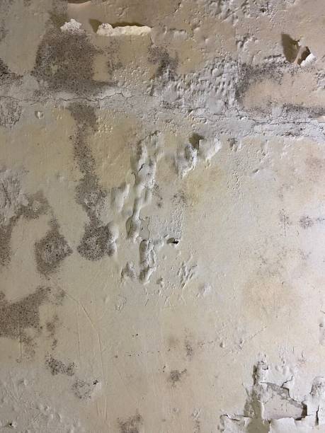 Best Emergency Mold Removal  in Rkside, PA