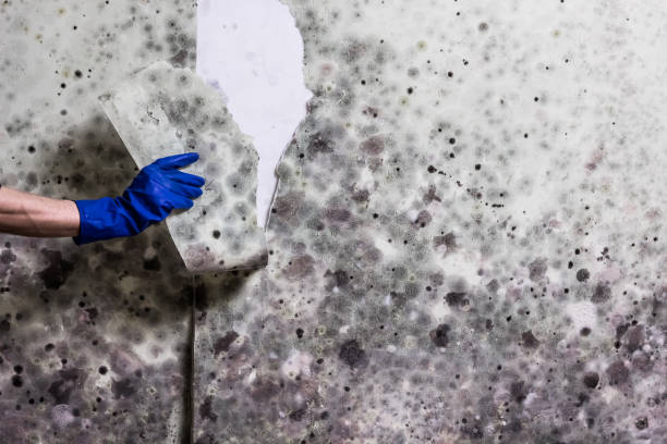 Best Mold Remediation  in Rkside, PA