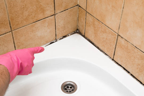Trusted Parkside, PA Mold Removal Experts